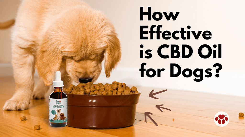 Efficacy of CBD Oil for Dogs