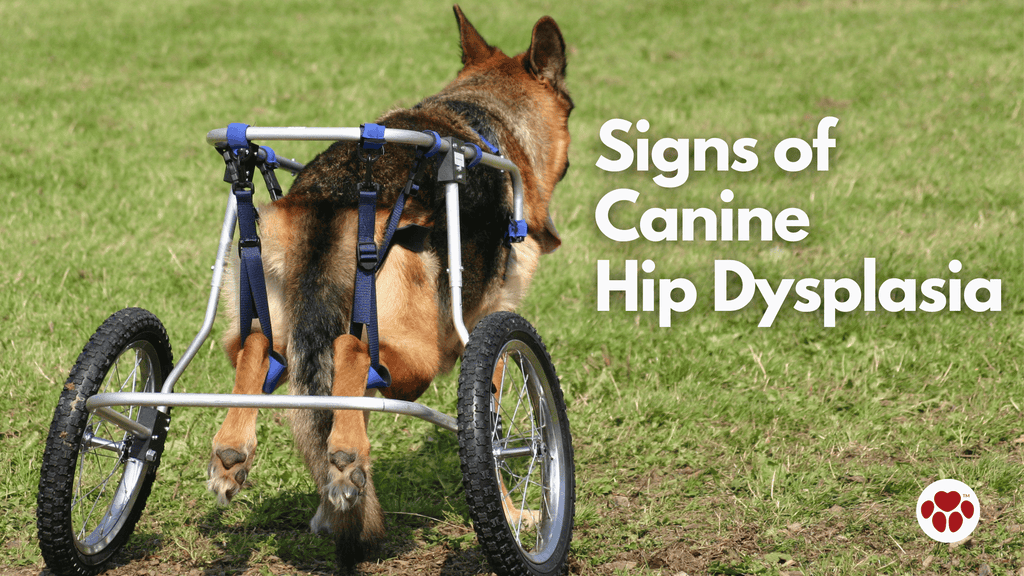Signs of Canine Hip Dysplasia