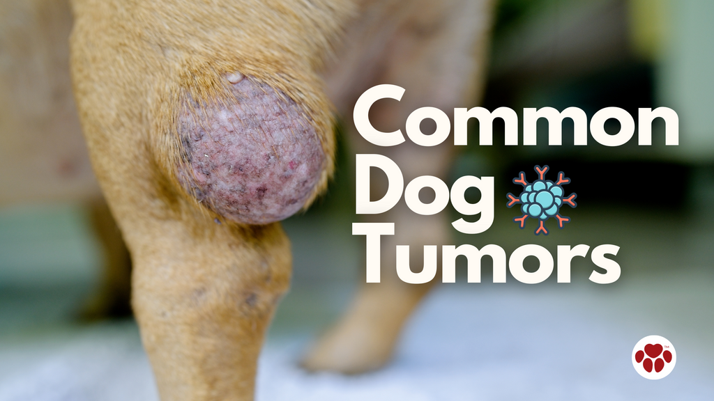 dog with tumor