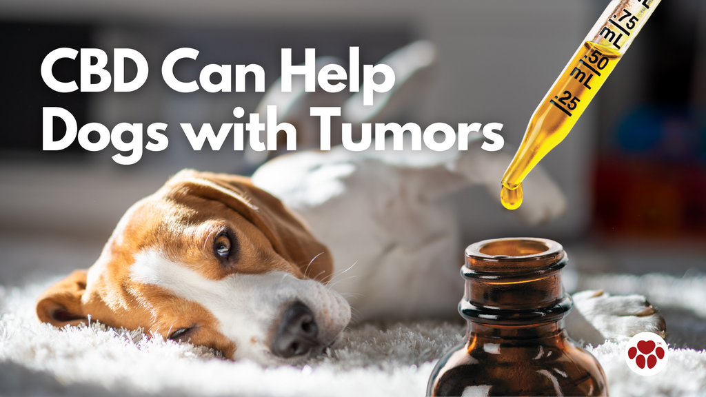 CBD Can Help Dogs with Tumors