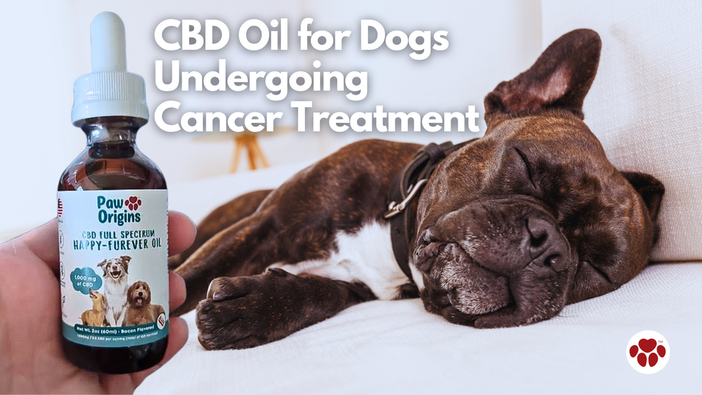 CBD Oil for Dogs  Undergoing  Cancer Treatment