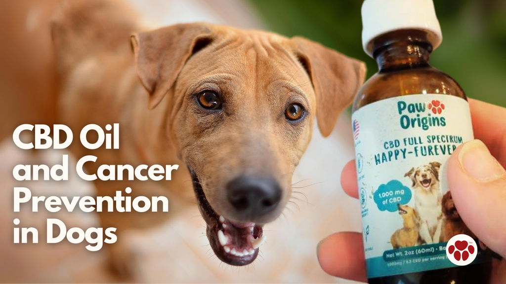 CBD Oil  and Cancer Prevention in Dogs