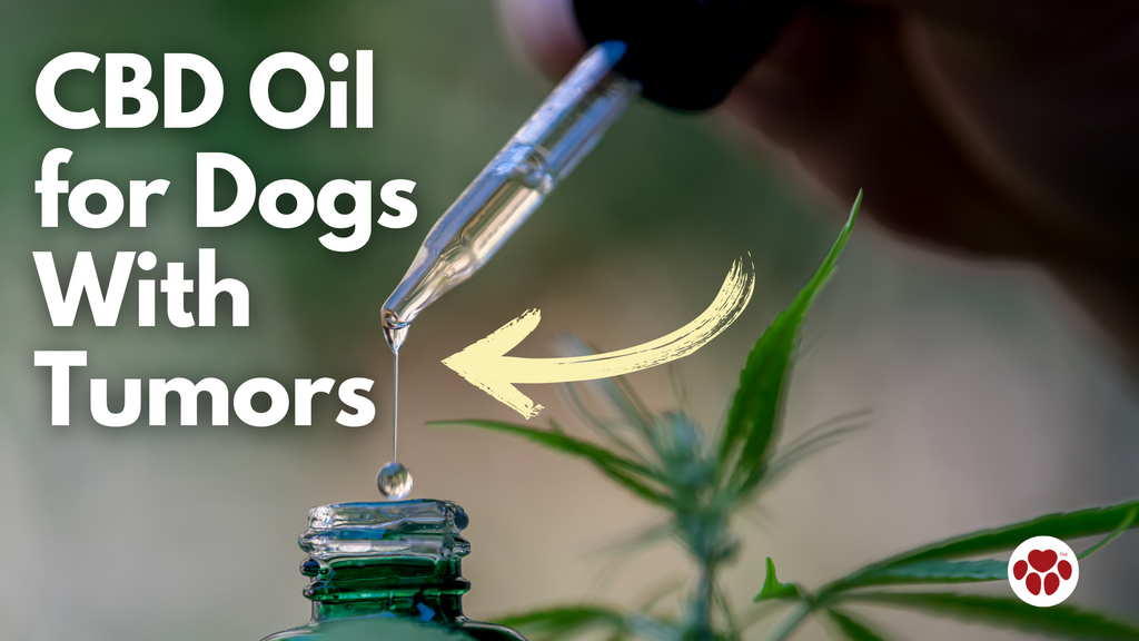 CBD Oil  for Dogs  With  Tumors