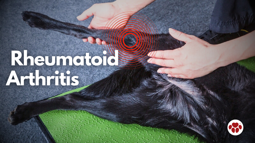rheumatoid arthritis in dogs