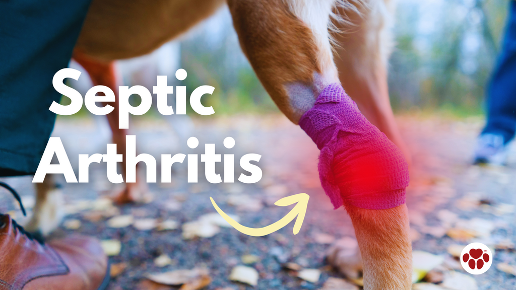 Septic Arthritis