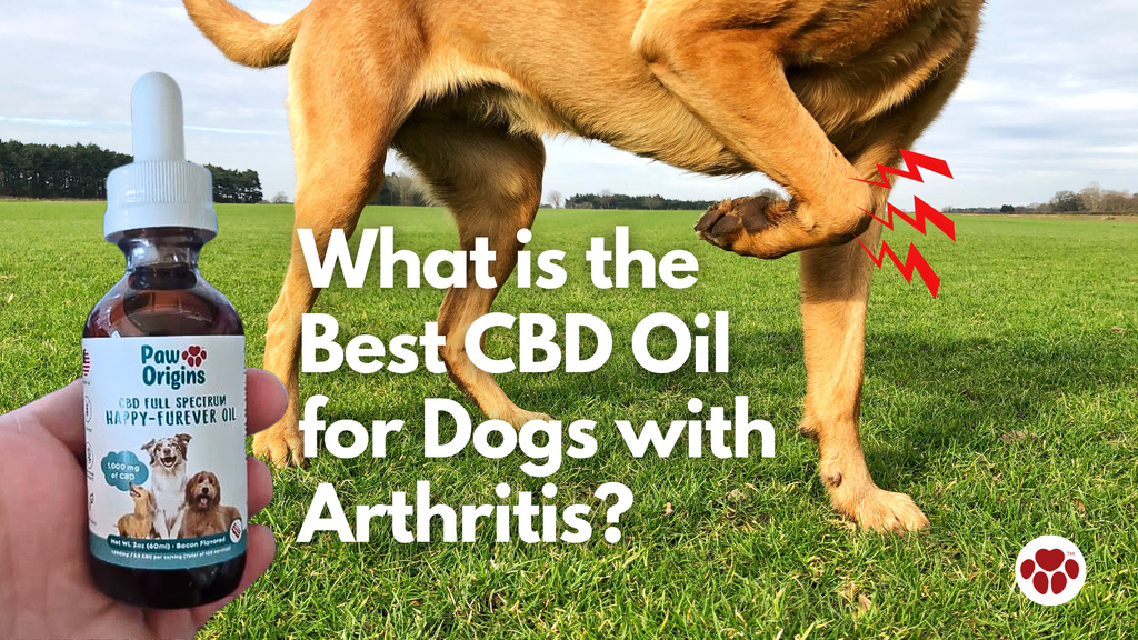 What is the  Best CBD Oil  for Dogs with Arthritis?