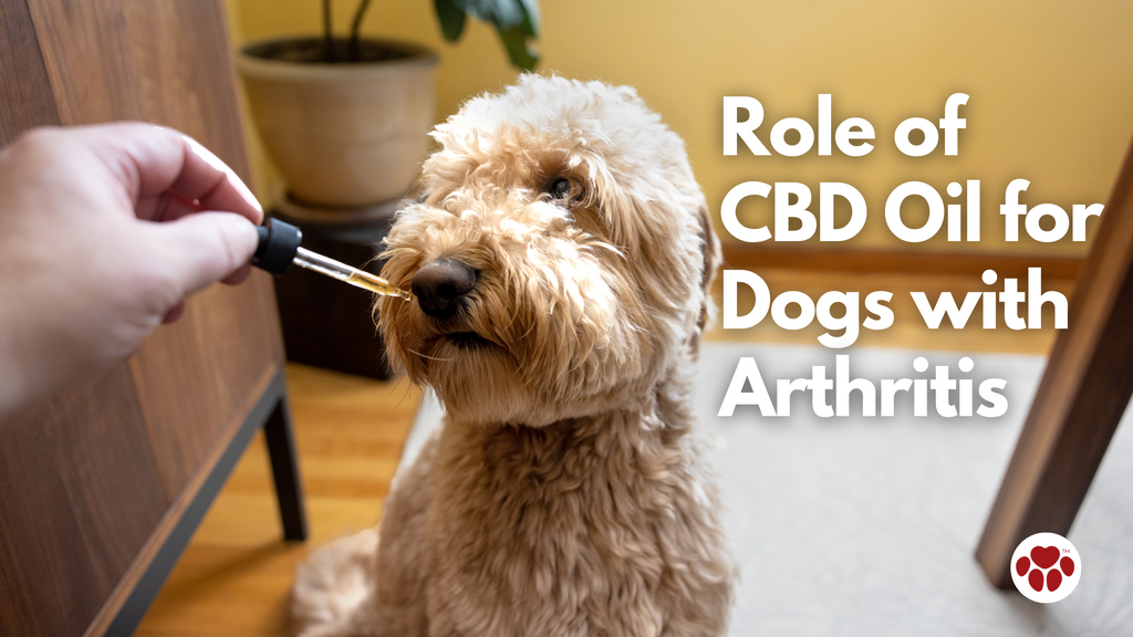 Role of CBD Oil for Dogs with Arthritis