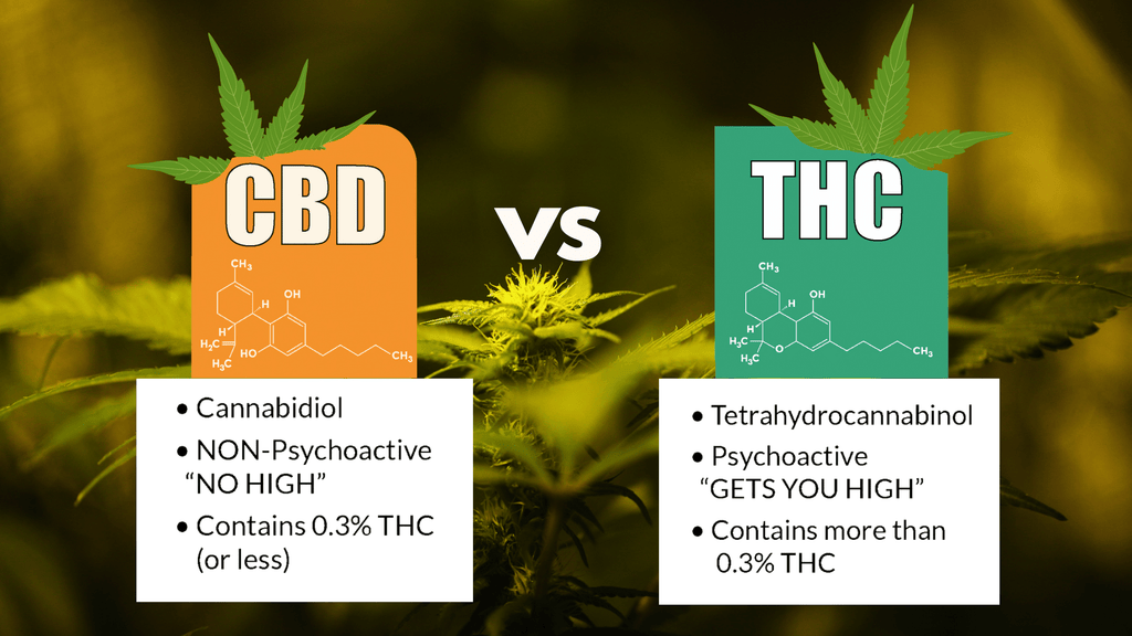 CBD vs THC