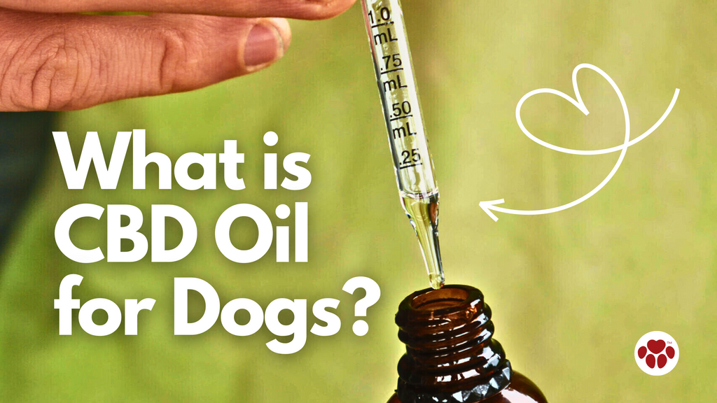What is CBD Oil for Dogs?