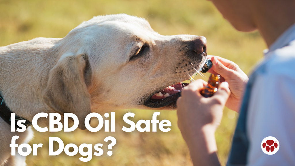 Is CBD Oil Safe For Dogs?