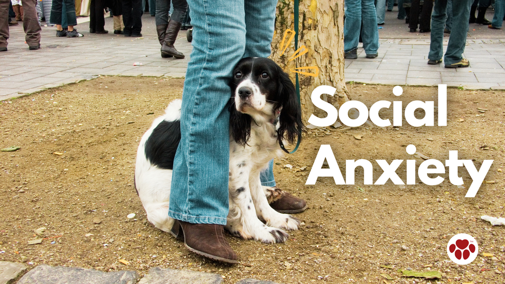 a dog with social anxiety