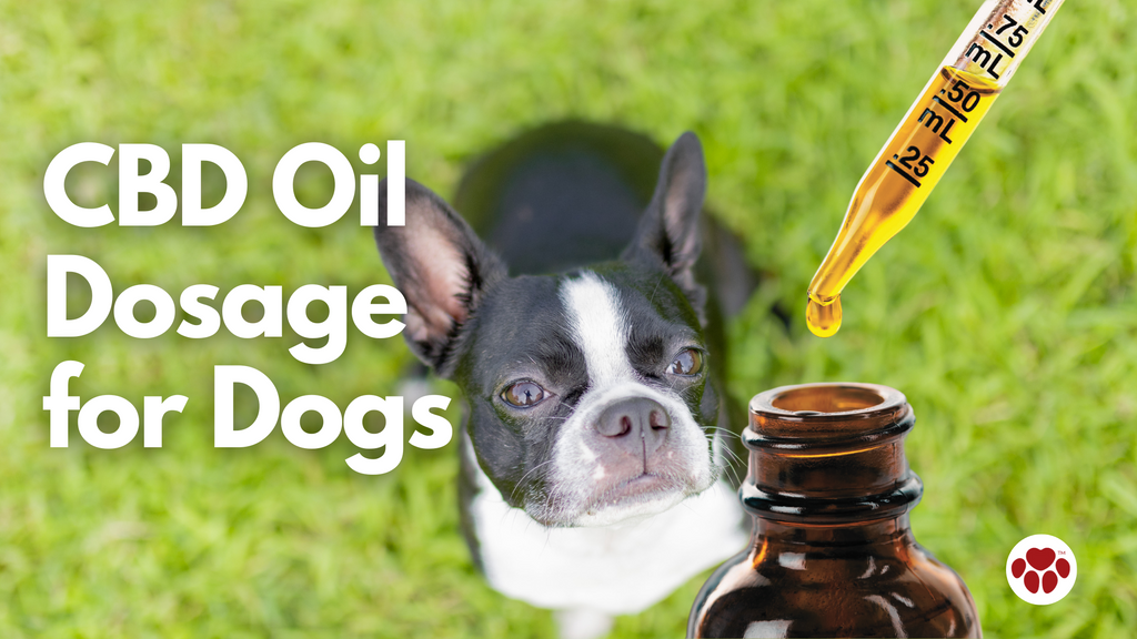 CBD Oil Dosage for Dogs