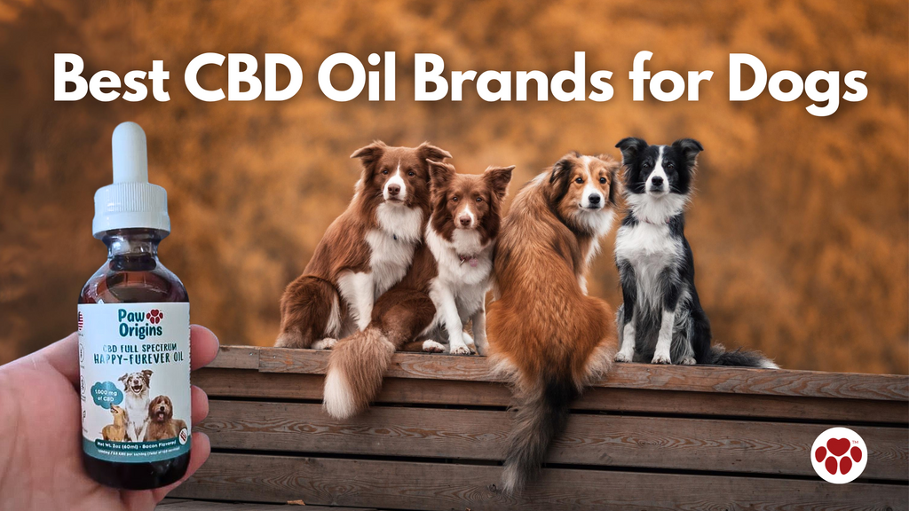 Best CBD Oil for Dogs