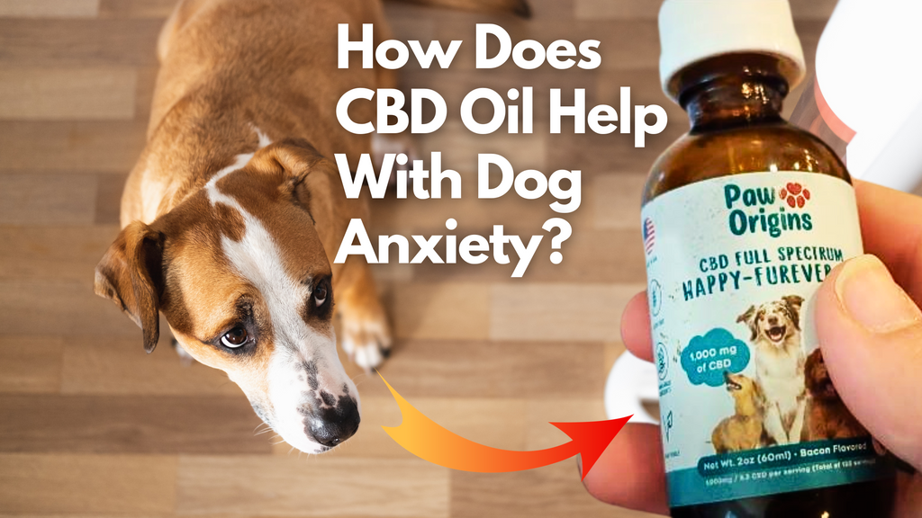 a dog being given CBD oil