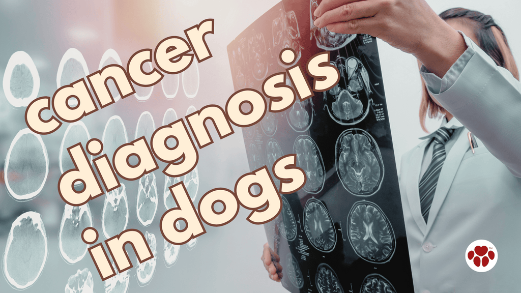 cancer diagnosis in dogs