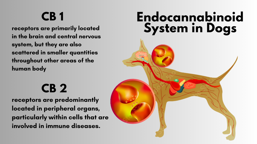 The Endocannabinoid System