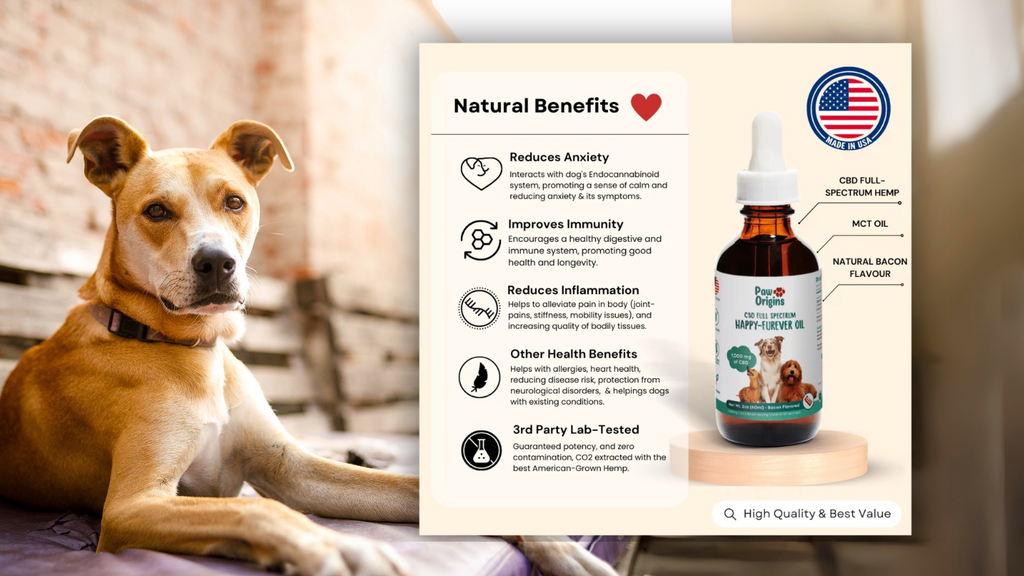 What to Look for in CBD Oil for Dogs’ Digestive Health