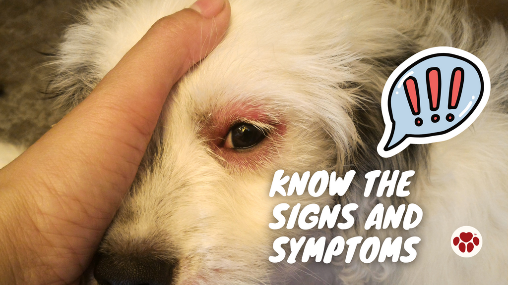 What are the Signs and Symptoms of Dog Allergies?