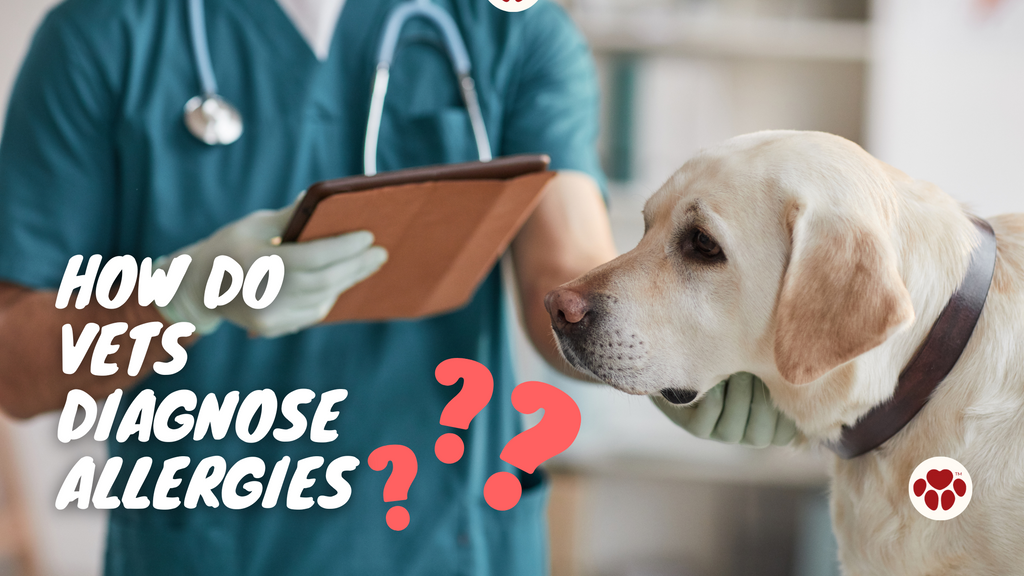 How Do Veterinarians Diagnose Allergies in Dogs?