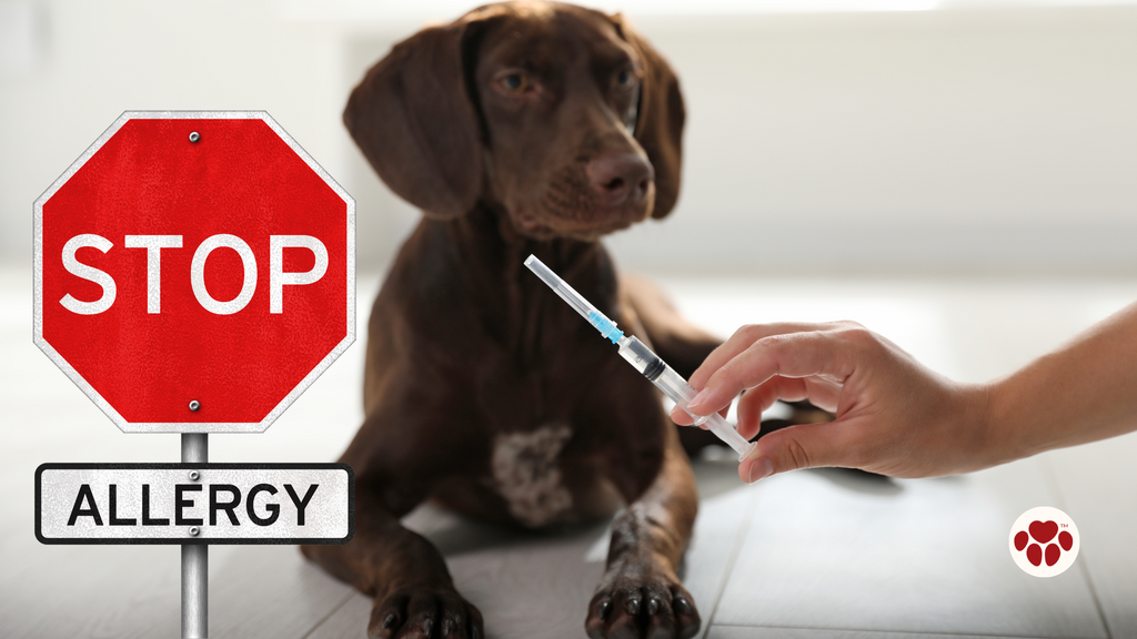 What are the Treatment Options for Dog Allergies?