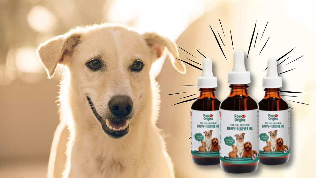How Does CBD Oil Help Dogs' Allergies?