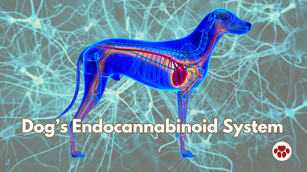 Dog's endocannabinoid system (ECS)