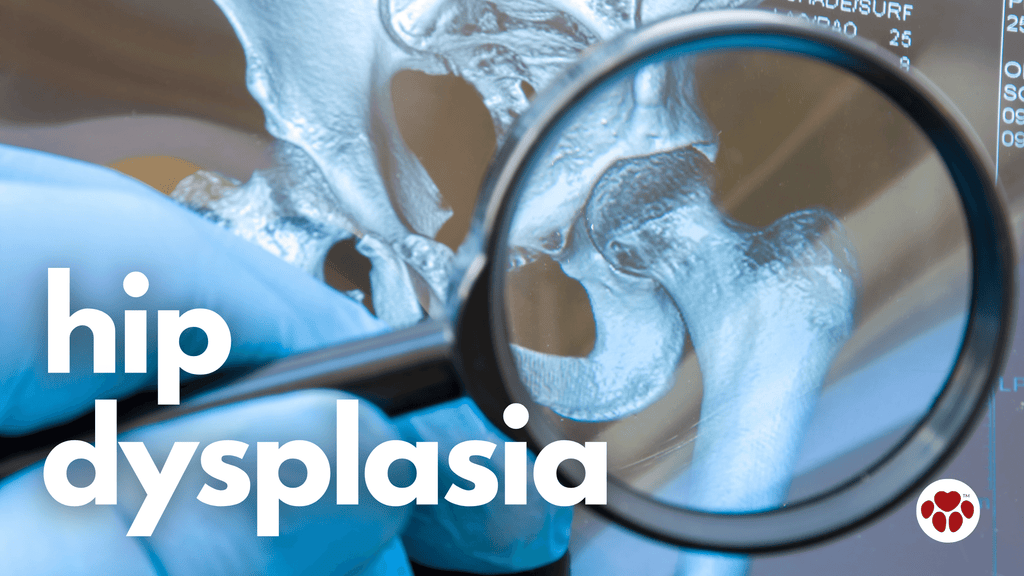 hip dysplasia