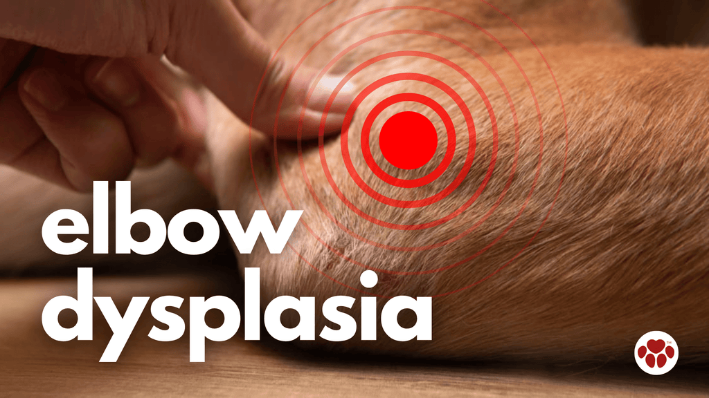 elbow dysplasia