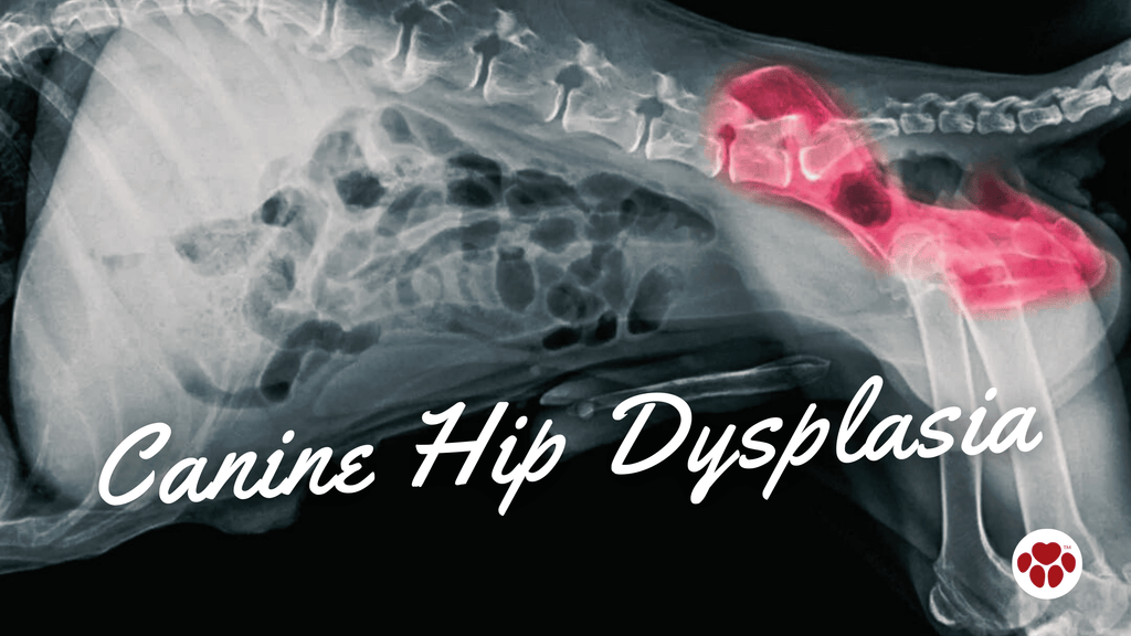 canine hip dysplasia