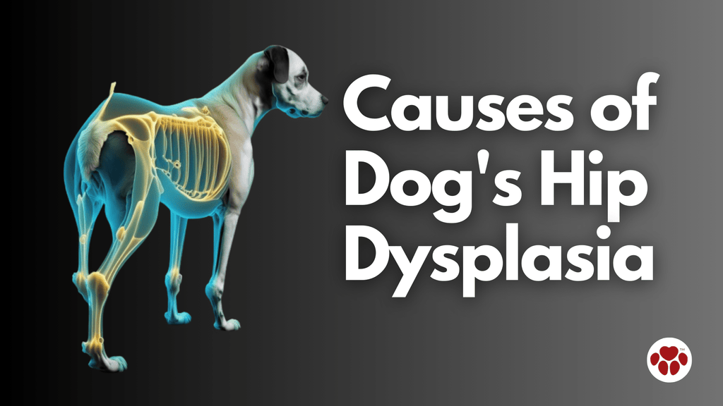 Causes of dog hip dysplasia