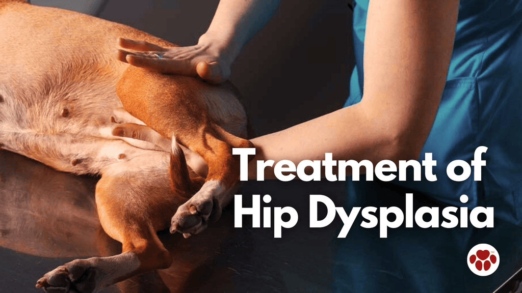 treatment of hip dysplasia