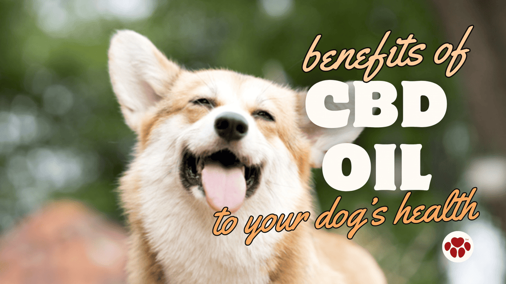 Benefits of CBD Oil to your Dog's Health