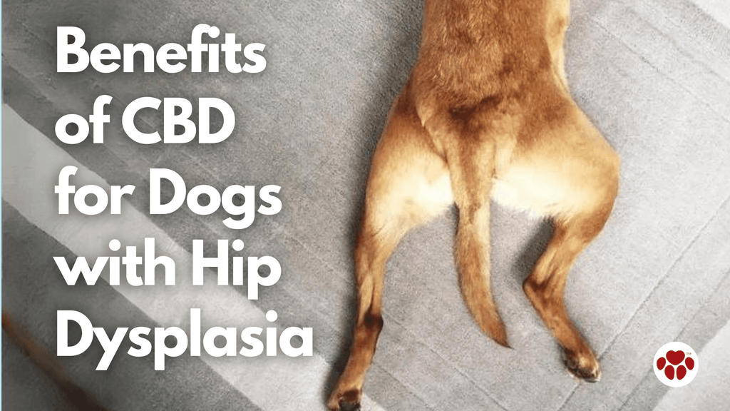 Benefits  of CBD  for Dogs  with Hip Dysplasia