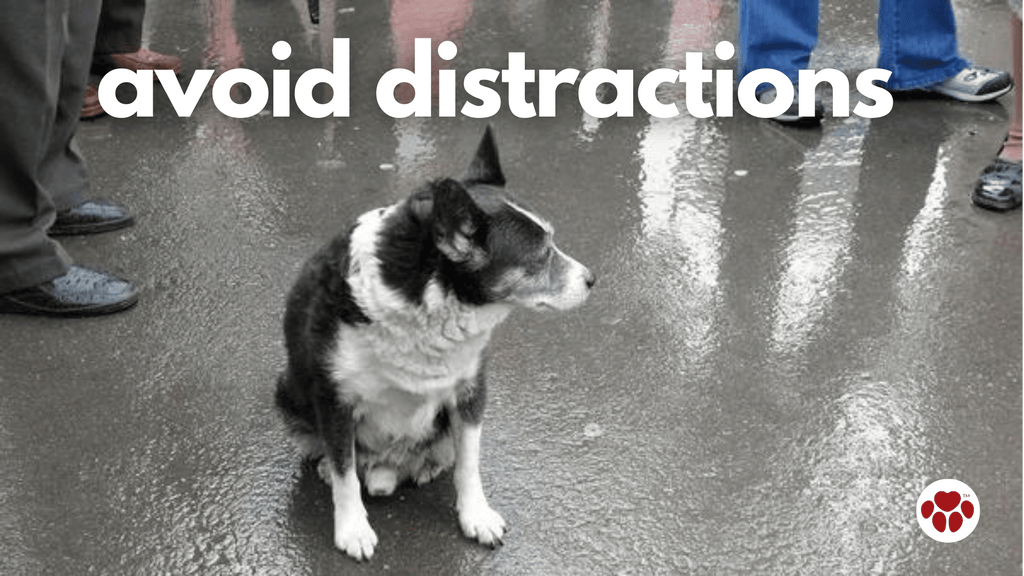 a distracted dog