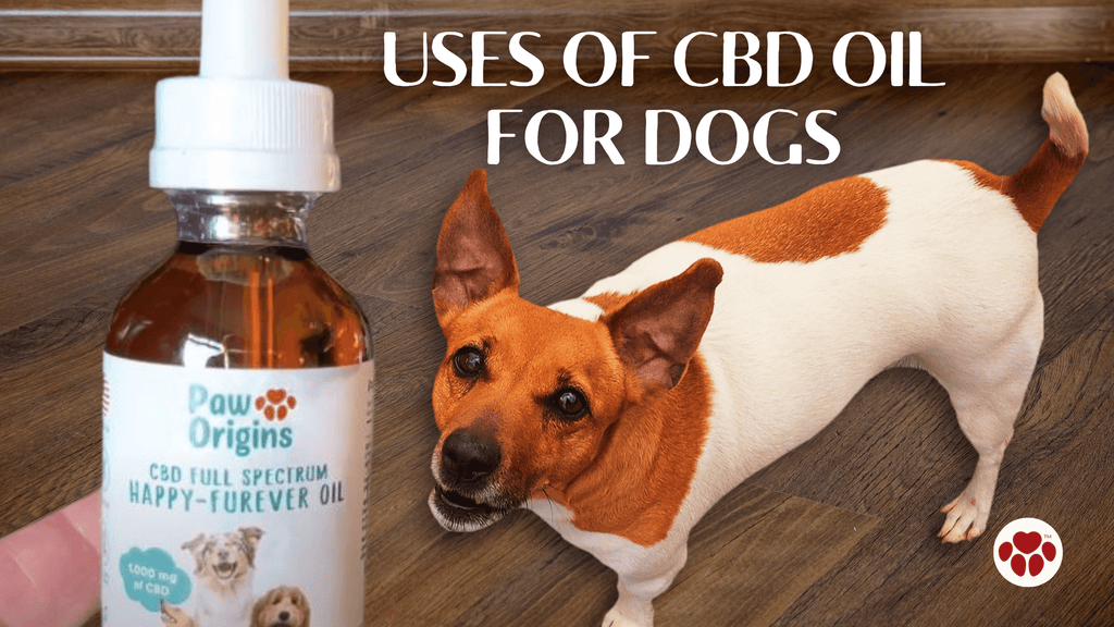 CBD Oil for Dog