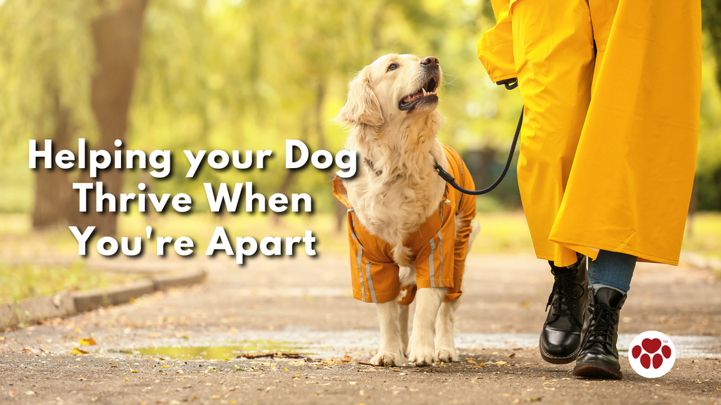 Helping your Dog Thrive When You're Apart