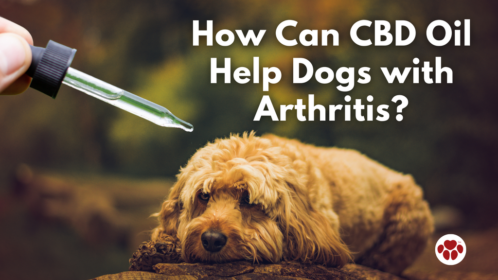 How Can CBD Help Dogs with Arthritis