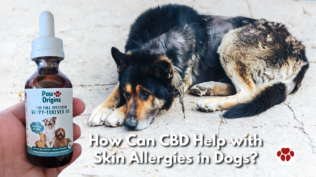 How Can CBD Help with Skin Allergies in Dogs