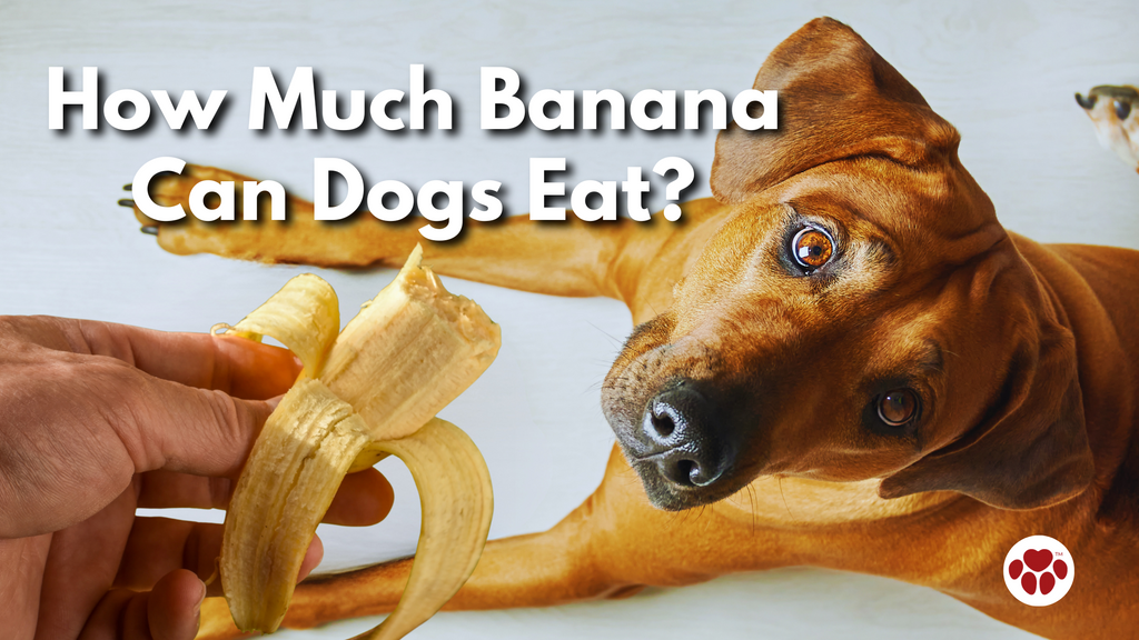 How Much Banana Can Dogs Eat