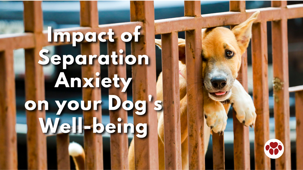 Impact of Separation Anxiety on your Dog's Well-being