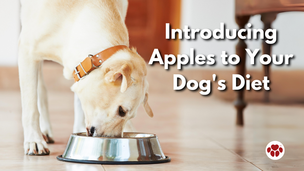Introducing Apples to Your Dog's Diet