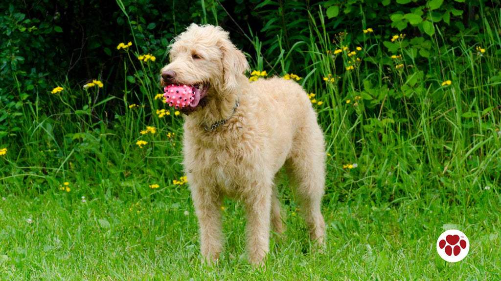 Labradoodle playing with a ball