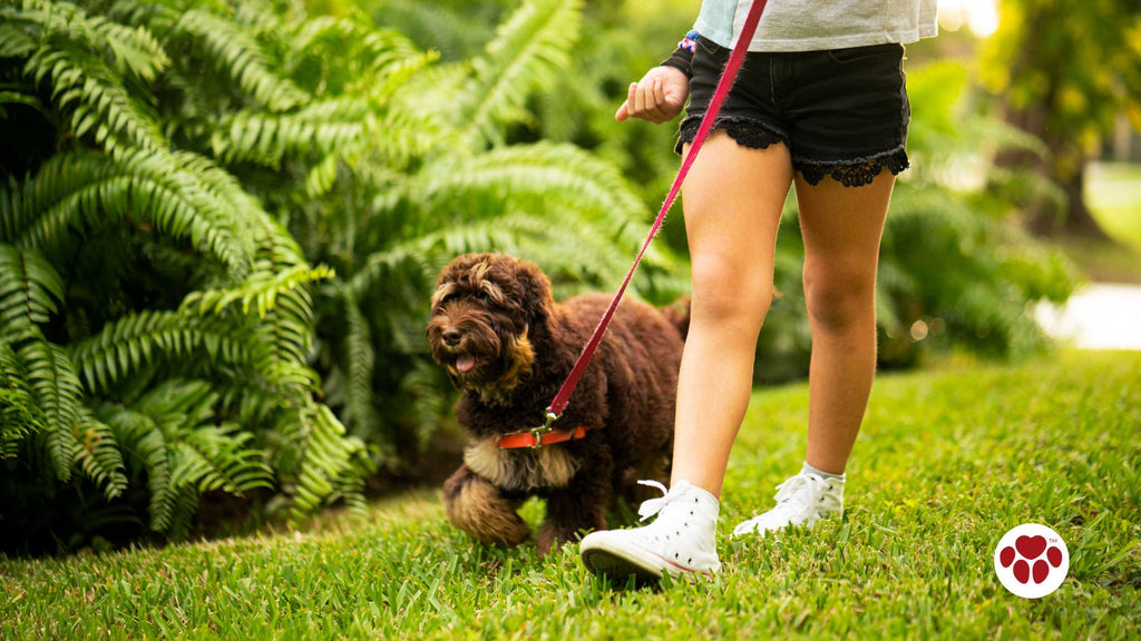 Labradoodle walking with owner