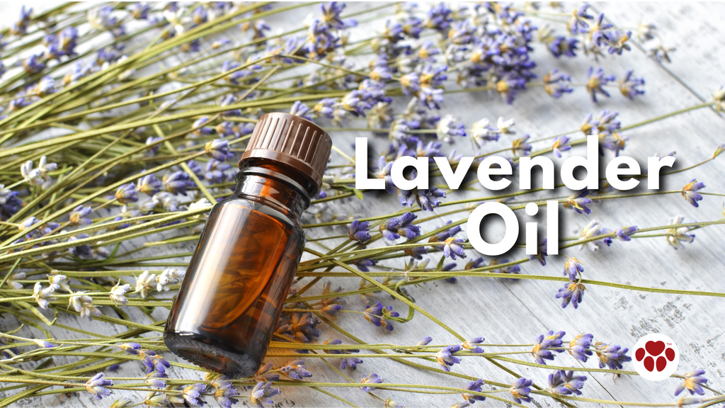 Lavender Oil