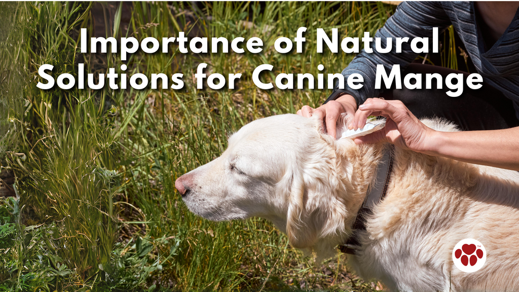 Natural Solutions for Canine Mange