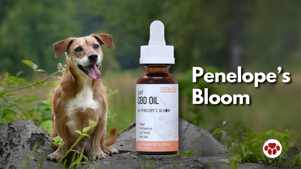 Penelope’s Bloom 1000mg CBD Oil For Dogs