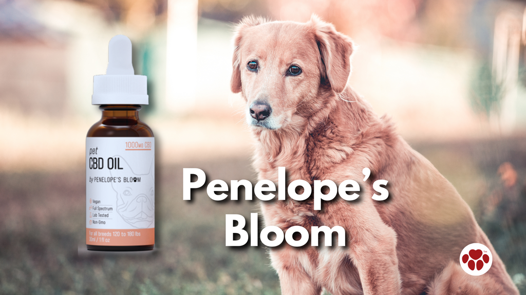Penelope’s Bloom