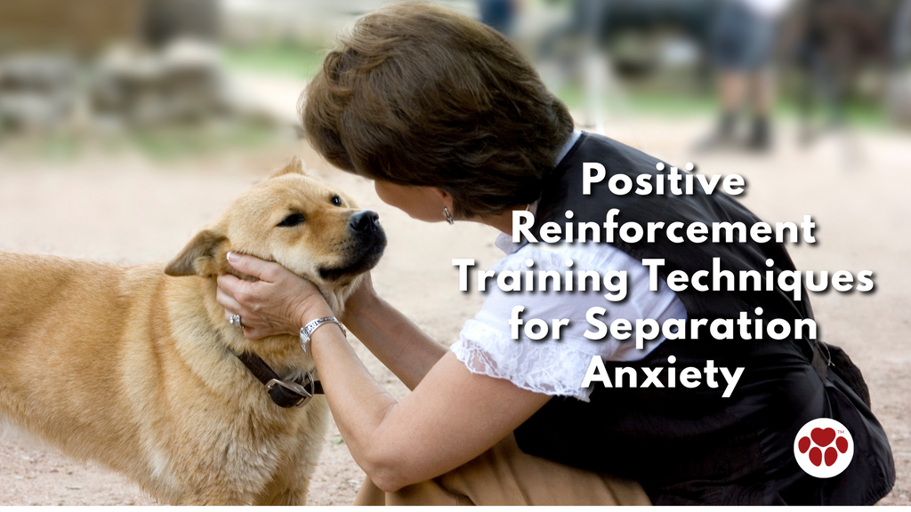 Positive Reinforcement Training Techniques for Separation Anxiety