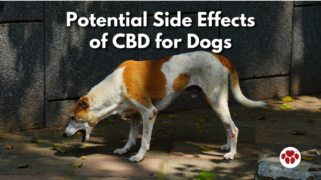 Potential Side Effects of CBD for Dogs