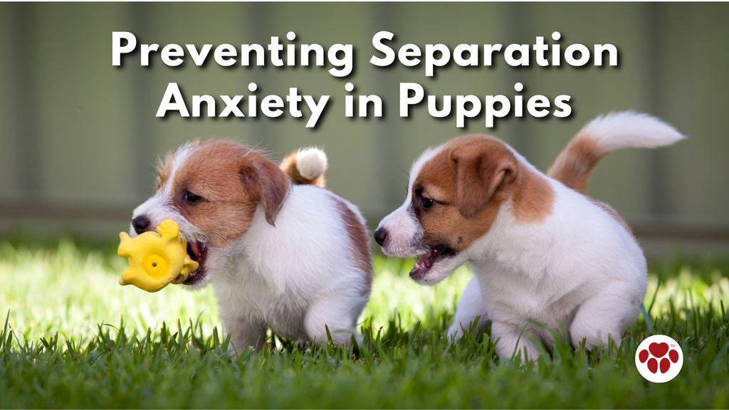 Preventing Separation Anxiety in Puppies